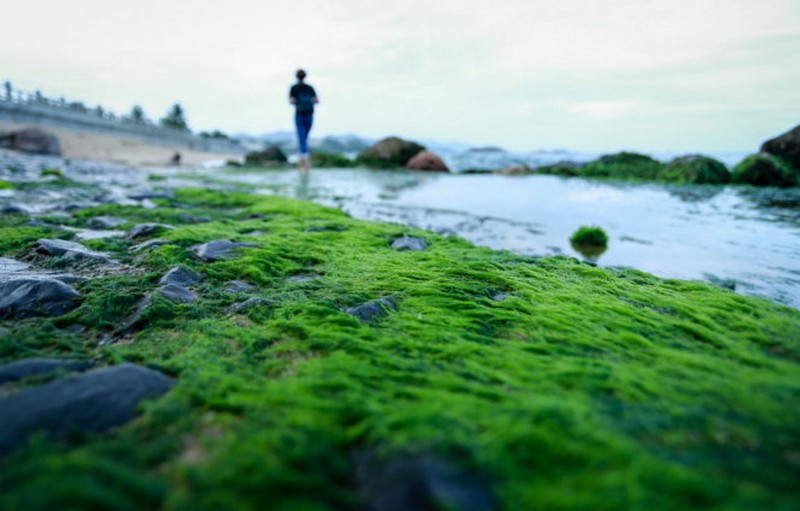 Nha Trang moss stone beach