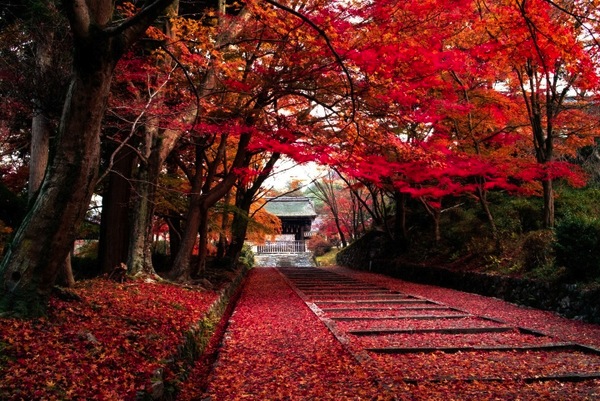 Những địa chỉ ngắm mùa lá đỏ Nhật Bản