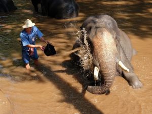 trại voi