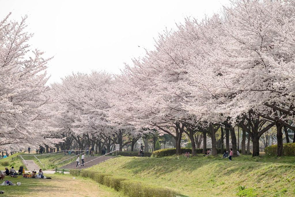 Top 5 điểm ngắm hoa anh đào ở Hokkaido tuyệt đẹp
