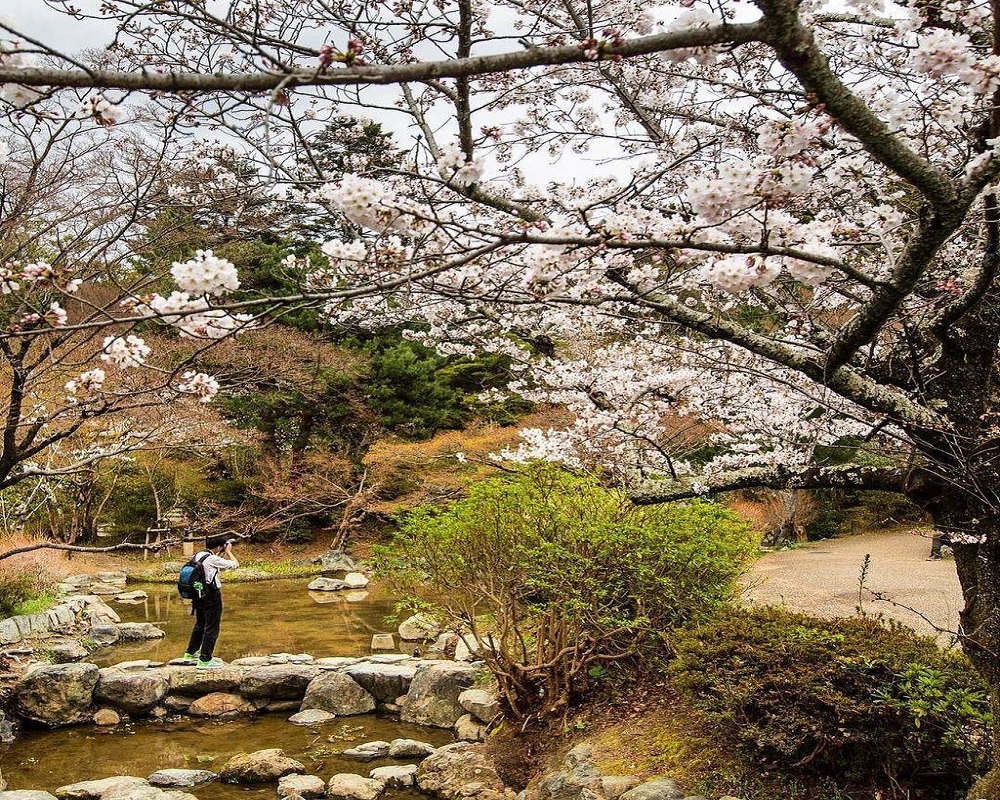 Top 5 điểm ngắm hoa anh đào ở Hokkaido tuyệt đẹp