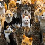 Đảo Mèo Nhật Bản – Địa Điểm Dành Cho Những Tín Đồ Yêu Mèo