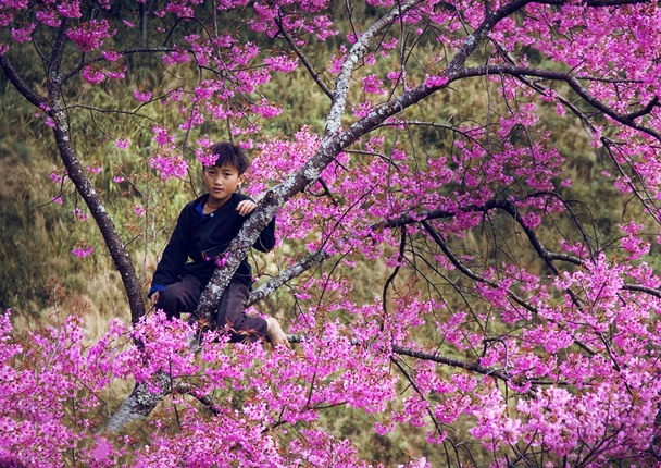 Sắc hoa đào rừng Mù Căng Chải nở rộ báo hiệu mùa xuân năm mới đã về - FOCUS ASIA TRAVEL