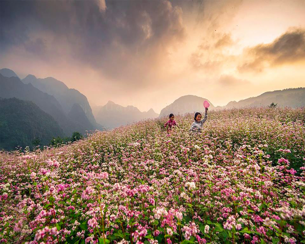 Ha Giang tourism season is the most beautiful
