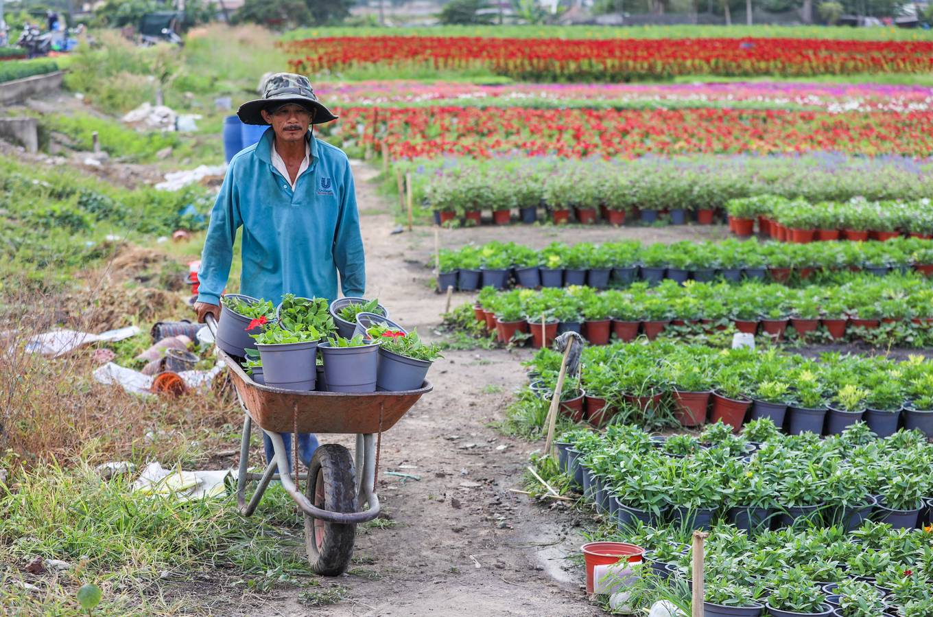 Làng hoa lớn nhất Sài Gòn đua nhau khoe sắc rực rỡ dịp xuân Canh Tý 