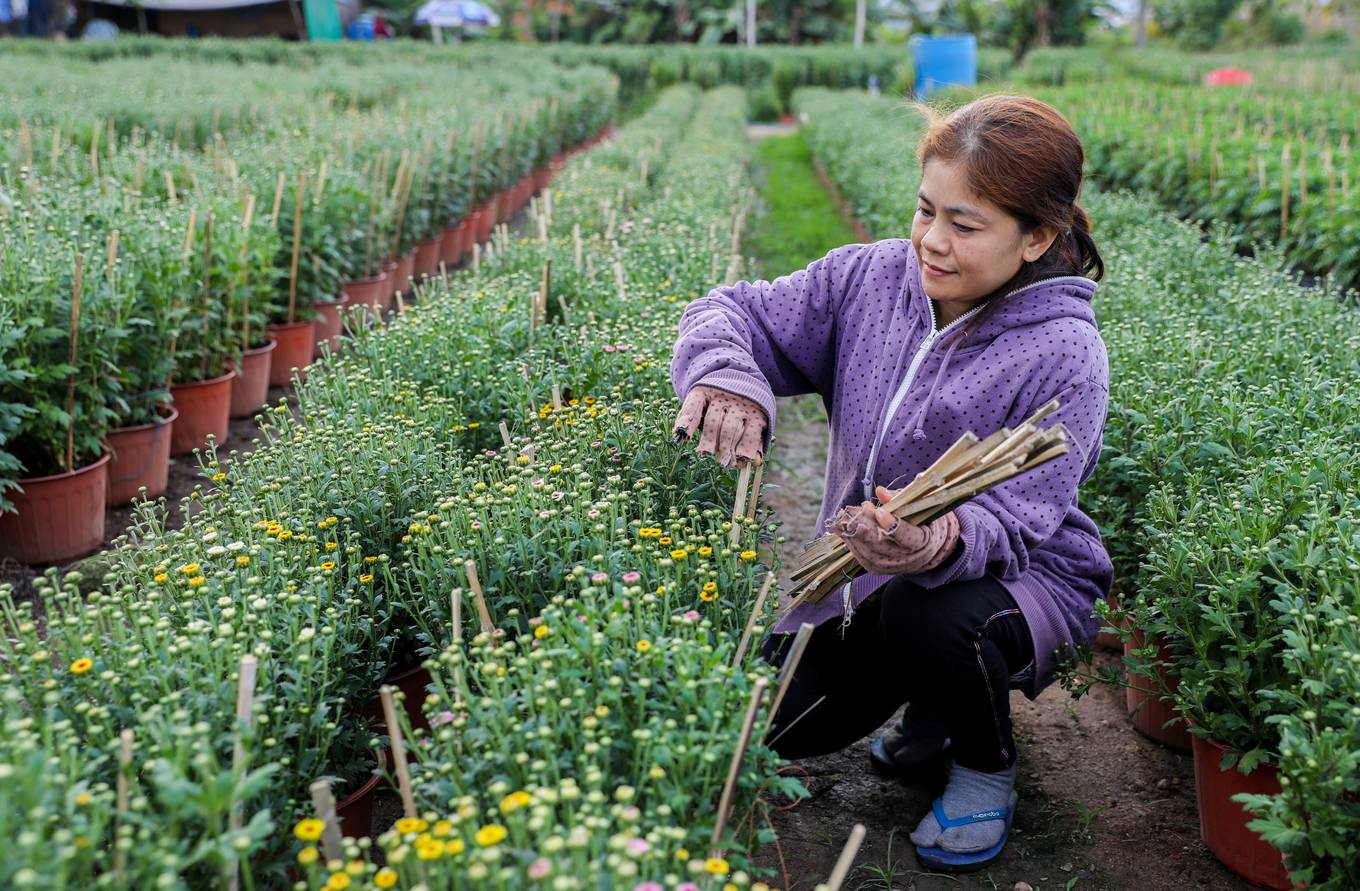 Làng hoa lớn nhất Sài Gòn đua nhau khoe sắc rực rỡ dịp xuân Canh Tý 