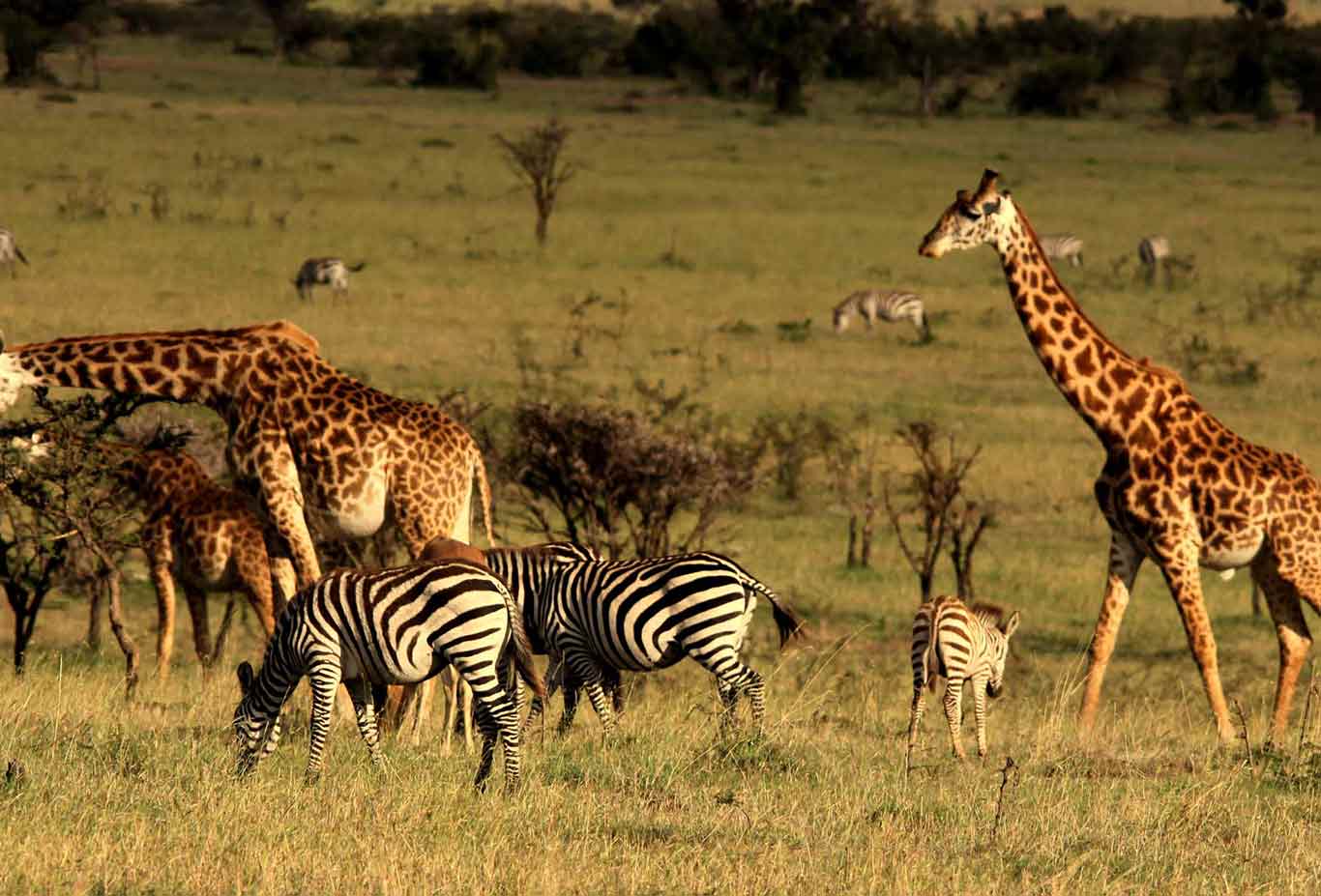 du lịch Masai Mara kenya mùa nào đẹp nhất