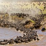 Nên đi du lịch Masai Mara Kenya mùa nào đẹp nhất?