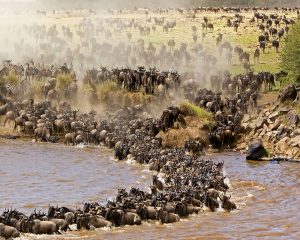 du lịch Masai Mara kenya mùa nào đẹp nhất