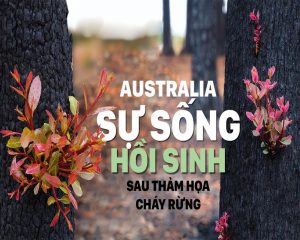 rừng australia hồi sinh