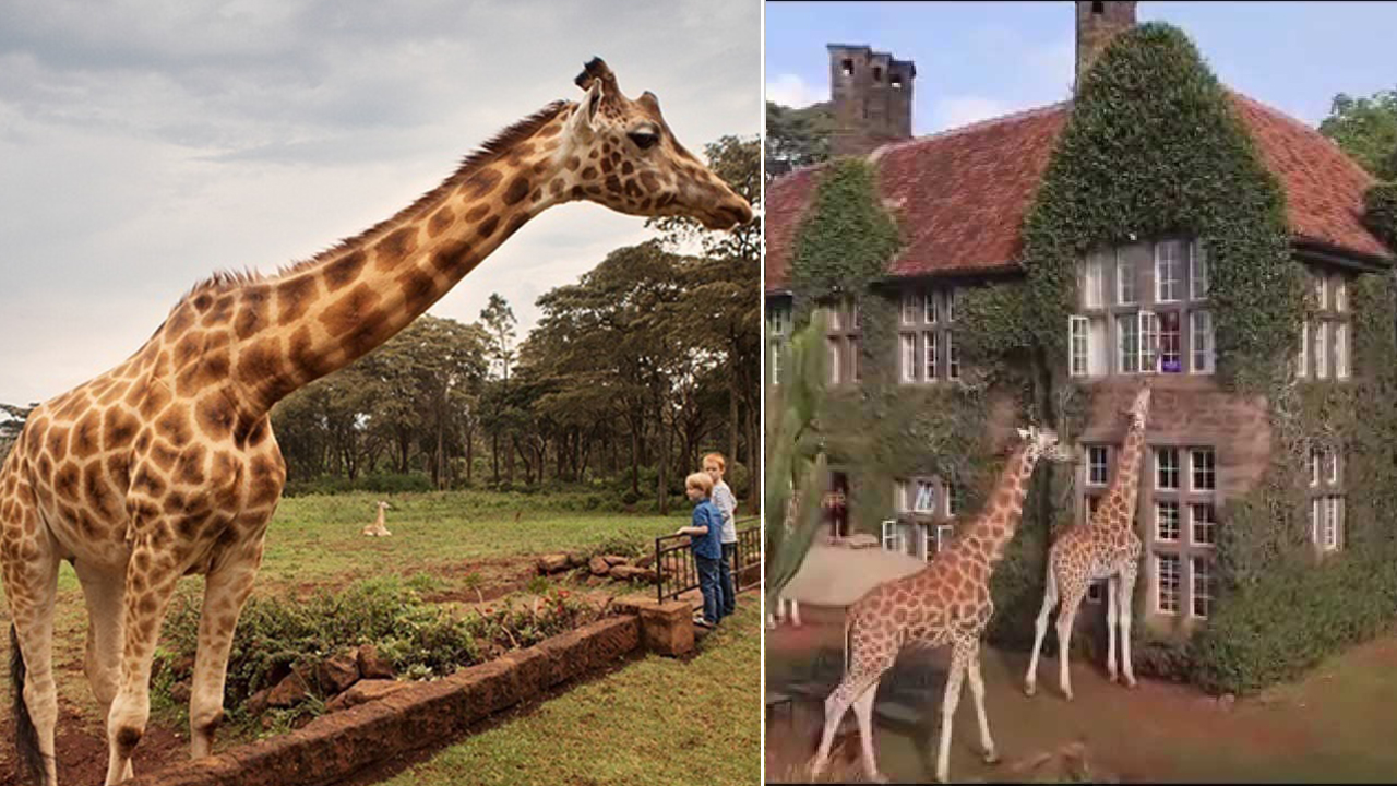 5 điểm ngắm động vật hoang dã tuyệt nhất ở Kenya