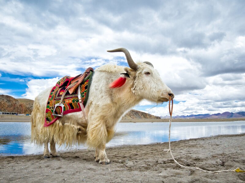 hồ nước mặn Namtso tại Tây Tạng