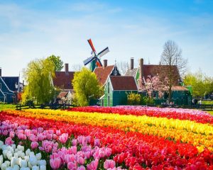 Những lễ hội tại Hà Lan rực rỡ sắc màu thu hút du khách