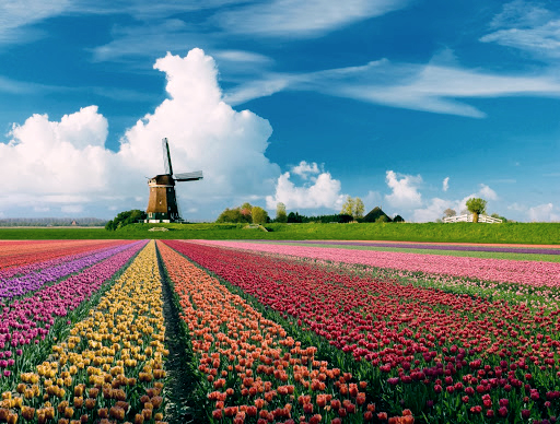 cánh đồng hoa tulip đẹp nhất thế giới