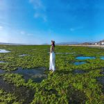Về thăm cánh đồng rong biển tại Ninh Thuận