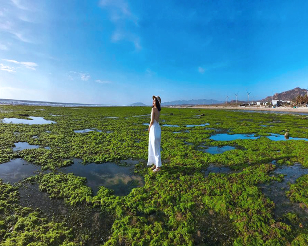 Ninh Thuan seaweed field