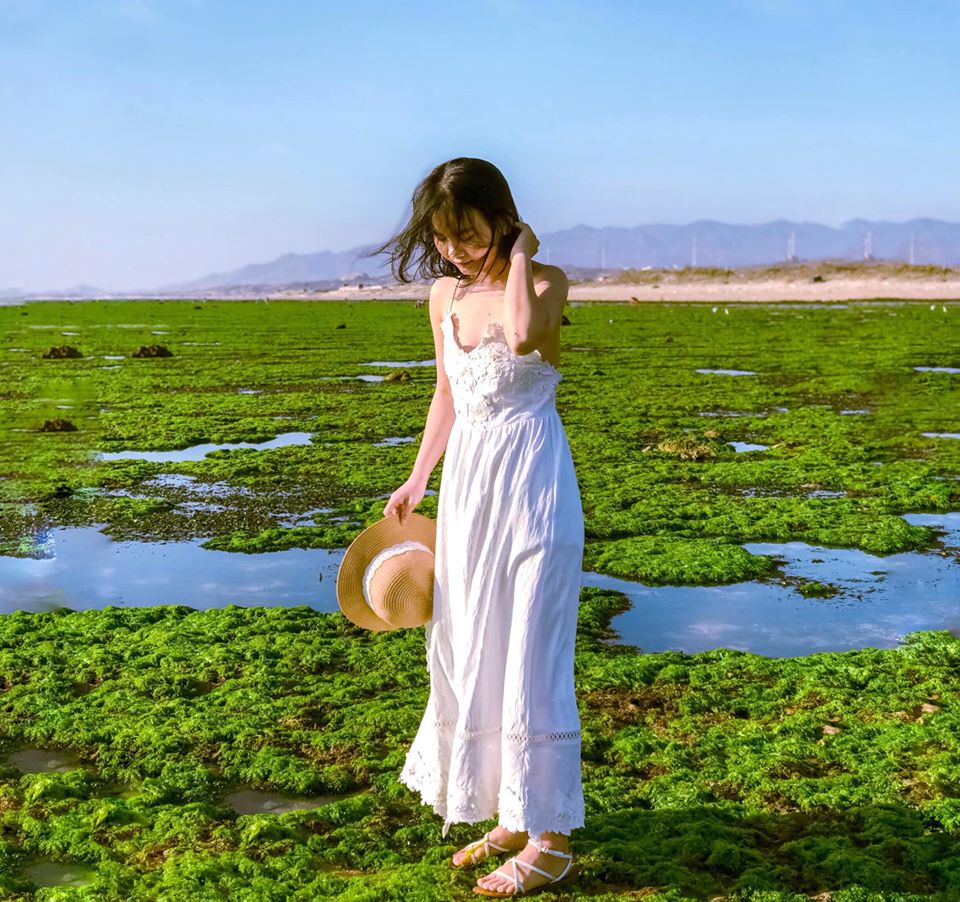 Seaweed field in Ninh Thuan