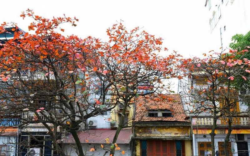 Hanoi is quiet and beautiful in mid-March