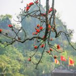 Thưởng thức sắc đỏ hoa gạo rực khoảng sân trước chùa Thầy
