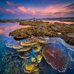 Vẻ đẹp san hô trên cạn tại Hòn Yến – Phú Yên