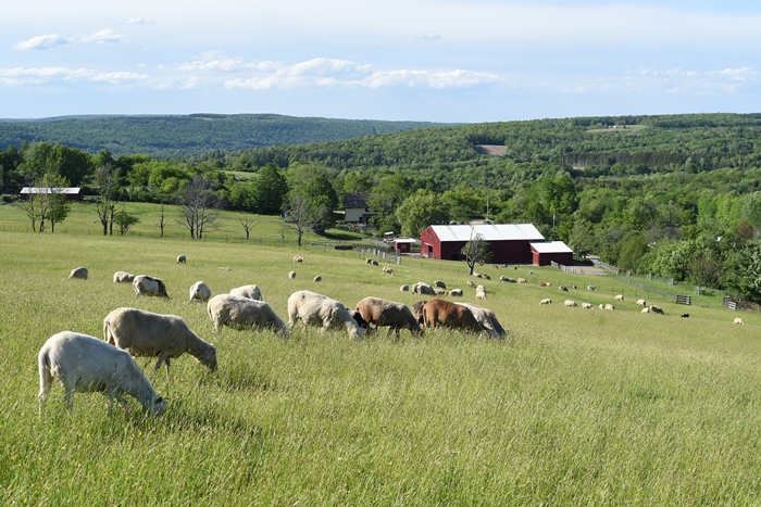 Nông trại hạnh phúc Farm Sanctuary bậc nhất nước Mỹ
