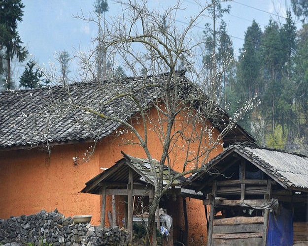 Enjoying springtime on Pho Tru, Ha Giang