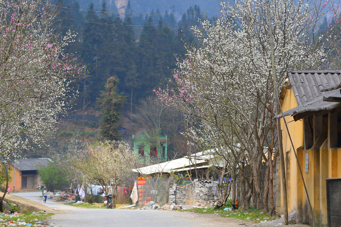 Enjoying springtime on Pho Tru, Ha Giang