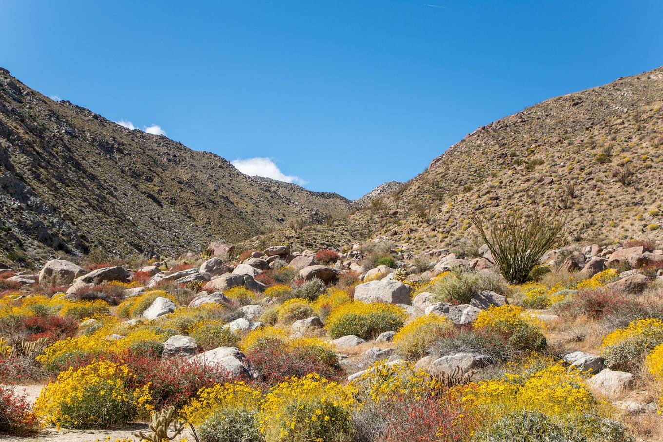 Sa mạc Anza-Borrego nở rộ hoa vào mùa xuân