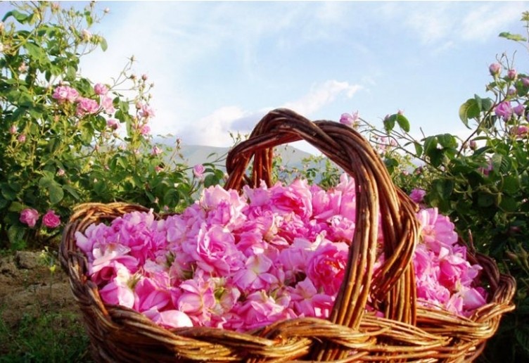 thung lũng hoa đẹp tại Bulgari