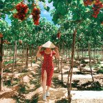 Check-in các vườn nho đẹp tại Ninh Thuận