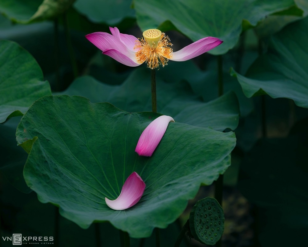 Enjoy the lotus season in poetic Hue