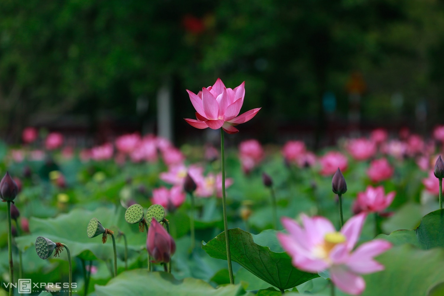 Hue lotus season