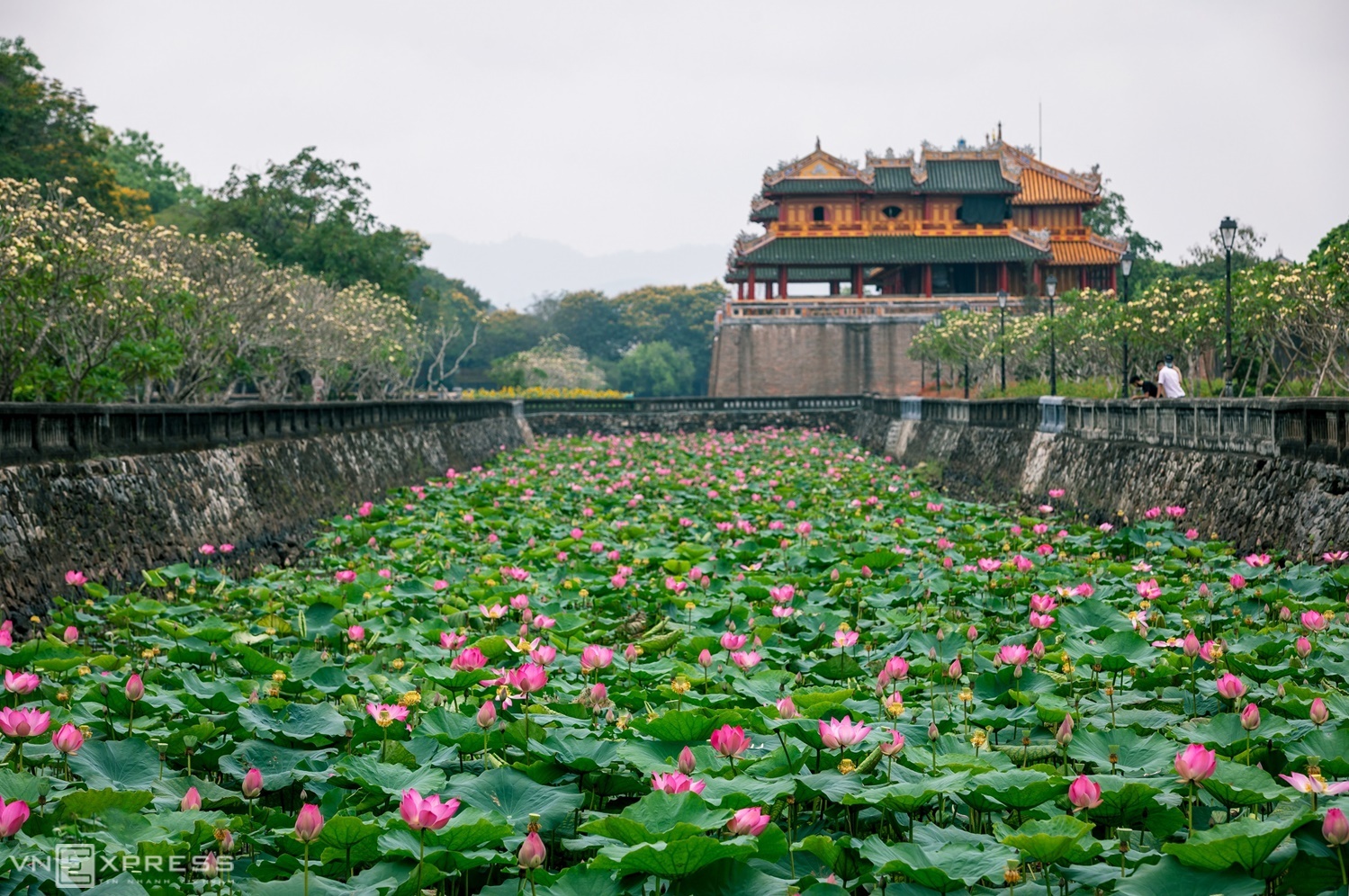 Enjoy the lotus season in poetic Hue
