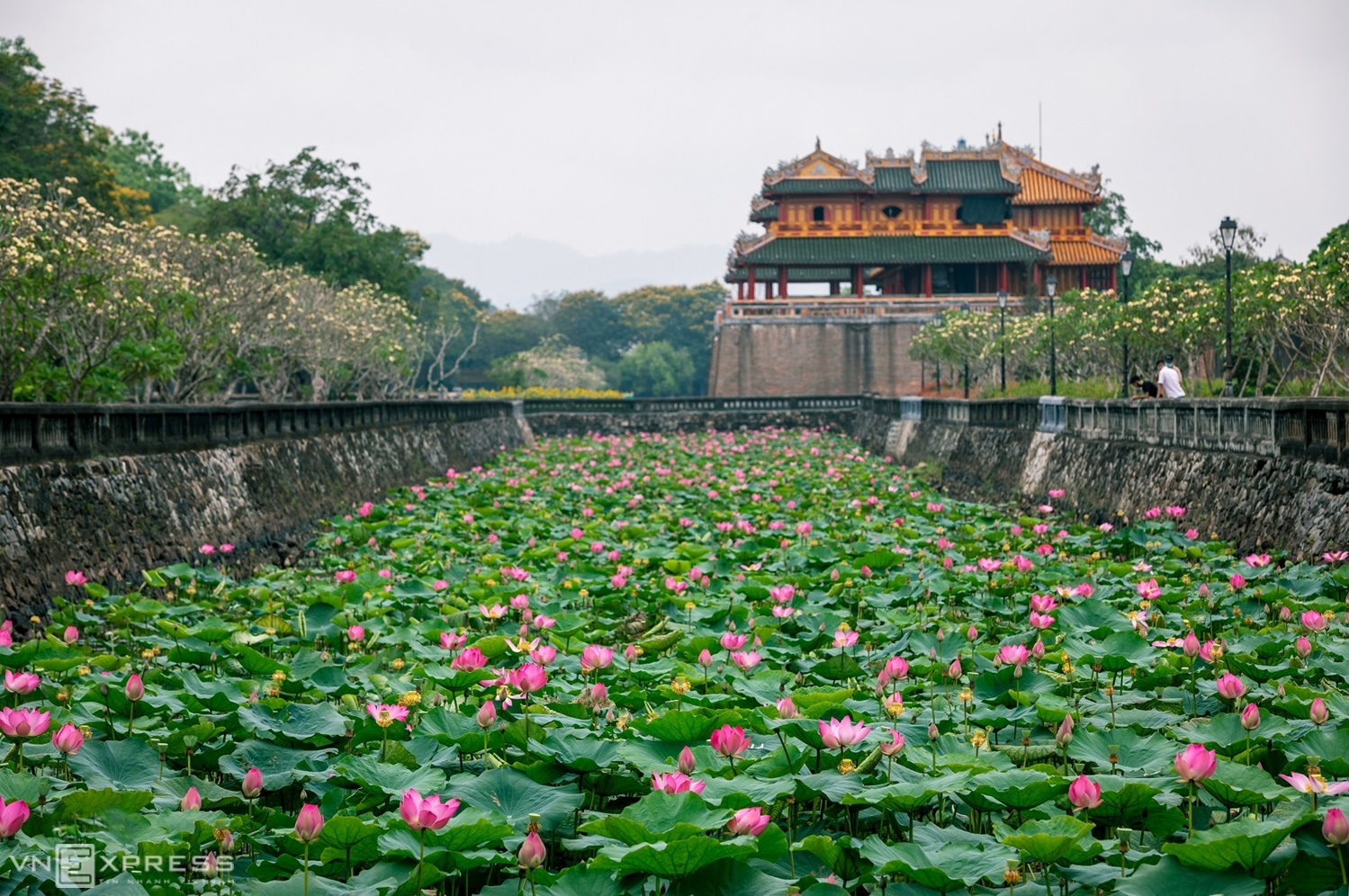 Ngắm mùa sen ở xứ Huế thơ mộng