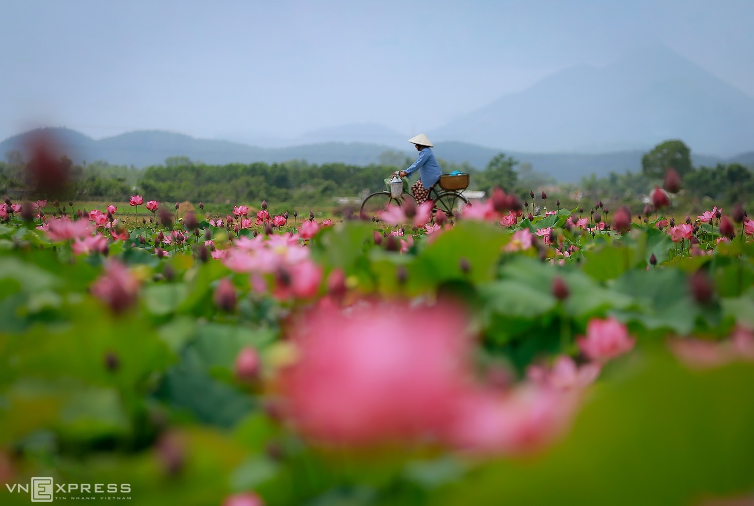 Enjoy the lotus season in poetic Hue