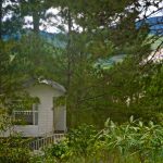 Pine Hill Homestay Đà Lạt – Thiên đường giữa rừng xanh