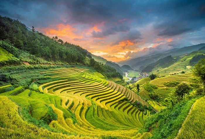 Tourist destination in Lai Chau - Muong Than field in ripe rice season