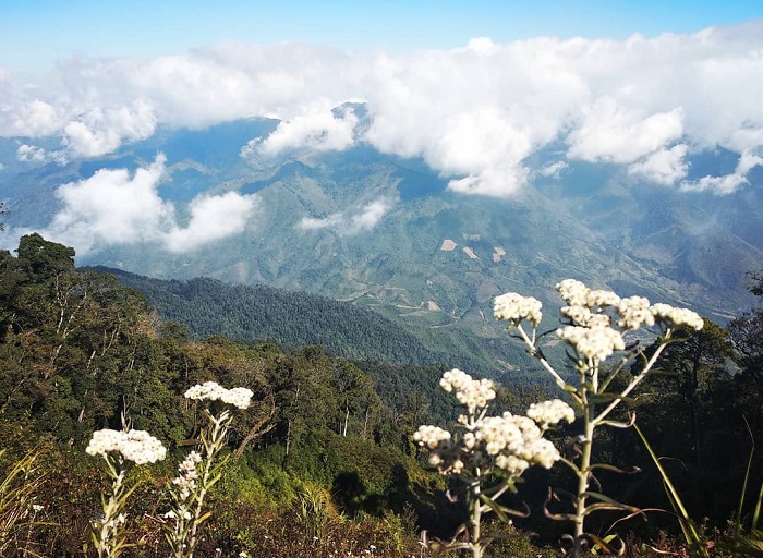 Thảm thực vật trên Pu Xai Lai Leng giao hòa giữa hai miền nhiệt đới và ôn đời