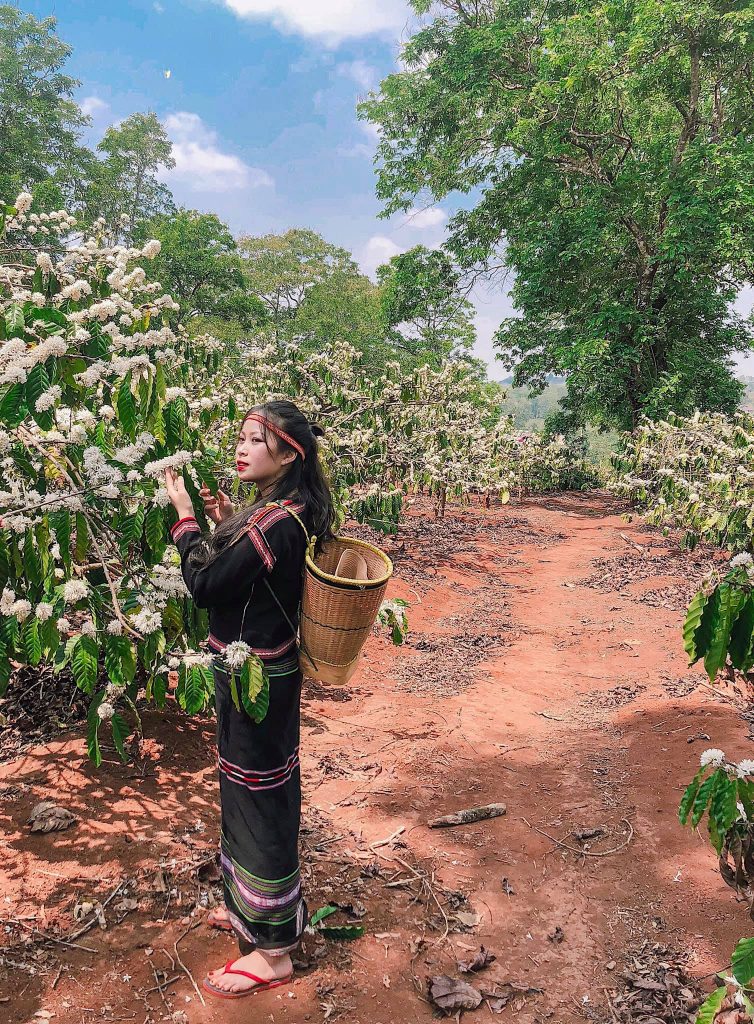 Các địa điểm ngắm hoa đẹp nhất chủ yếu vẫn là các rẫy cà phê ở Buôn Ma Thuật và Pleiku