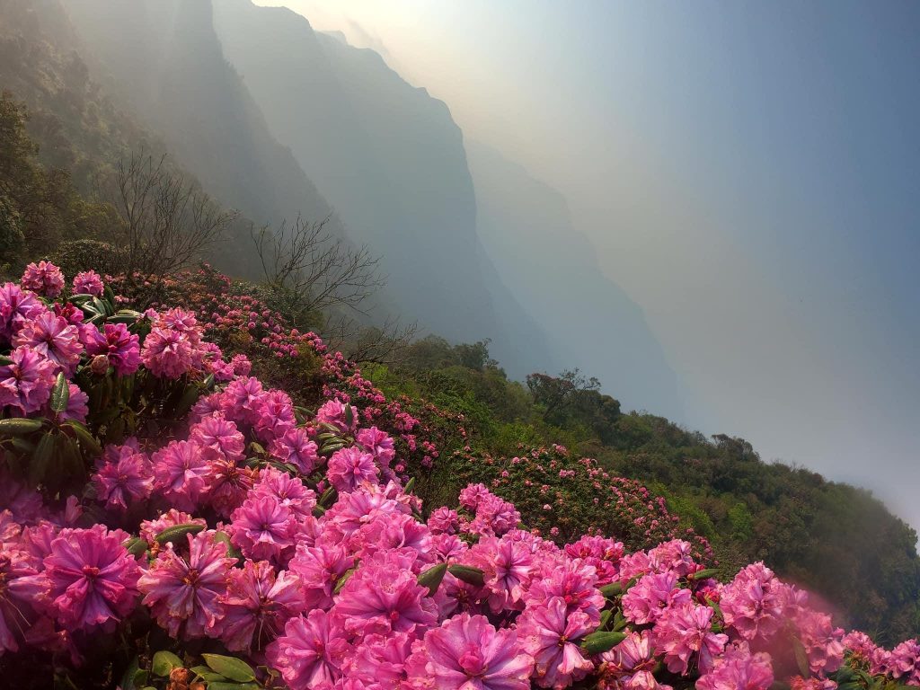 Hoa đỗ quyên trên đỉnh Pu Ta Leng nở từ tháng 3-5 hàng năm