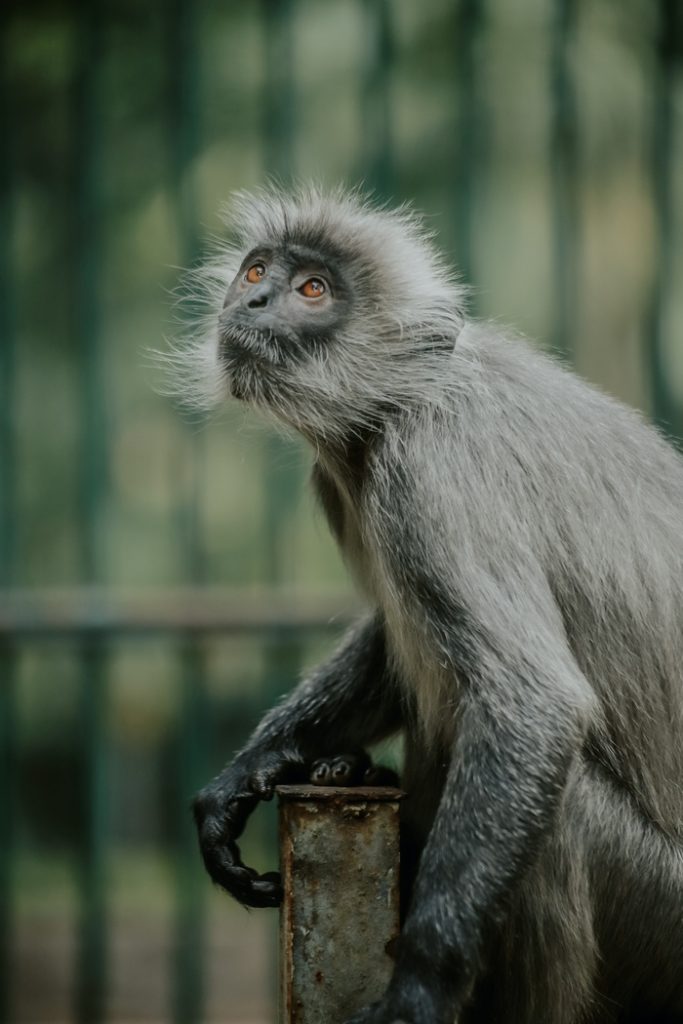 Lấy cảm hứng từ một bức ảnh chú khỉ trên Facebook, Kỳ Anh đã quyết định làm một bộ ảnh về nơi đã gắn bó với tuổi thơ của mình