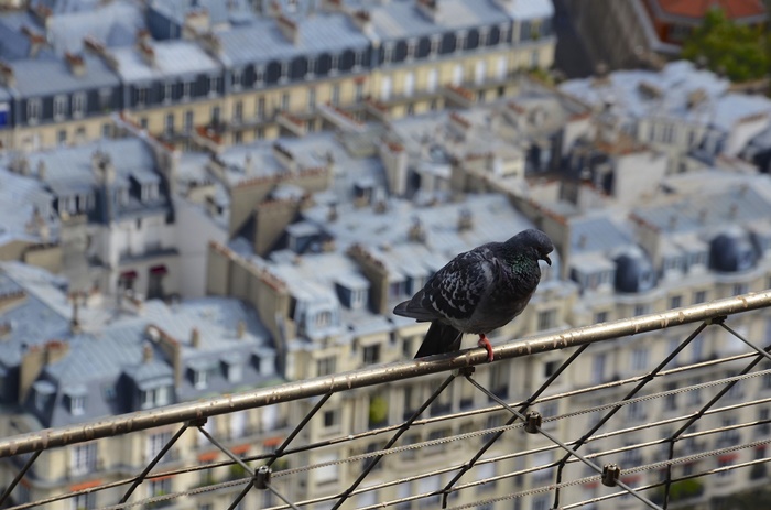 Giống như ở Italia, việc cho chim bồ câu ăn bị cấm ở Pháp và nếu bị bắt thì sẽ bị phạt rất nặng