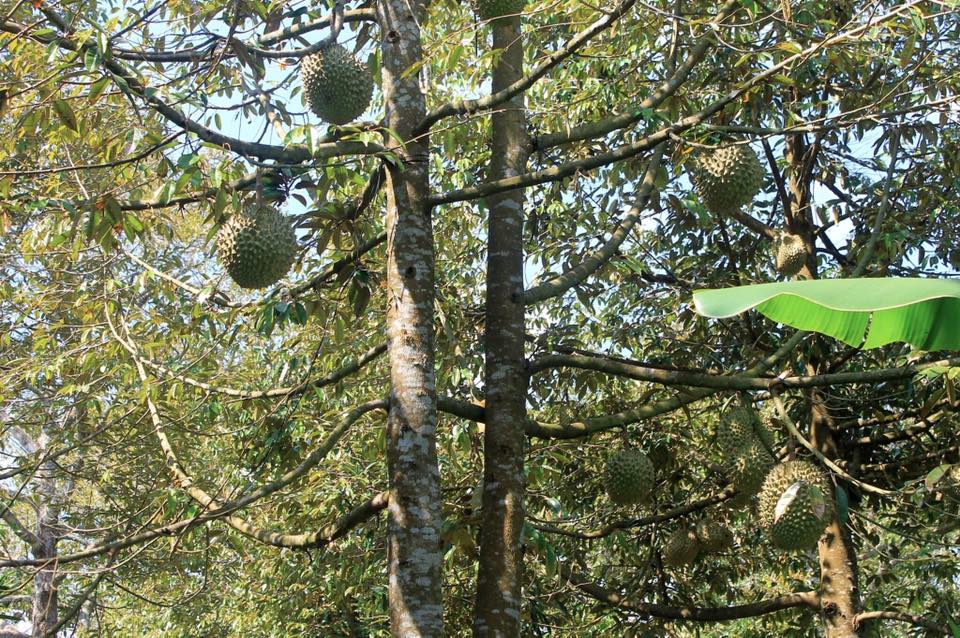 Cai Mon Fruit Garden - Cho Lach- One of famous destinations in Ben Tre