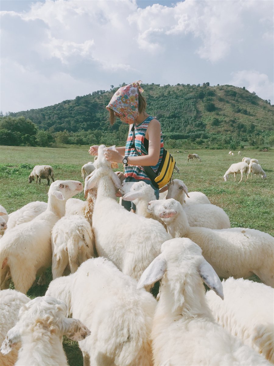 Đồng cừu Gia Hưng Ninh Bình – địa điểm chụp hình hút hồn giới trẻ - FOCUS  ASIA TRAVEL