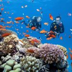 Kinh nghiệm lặn ngắm san hô ở Phú Quốc lần đầu cho du khách