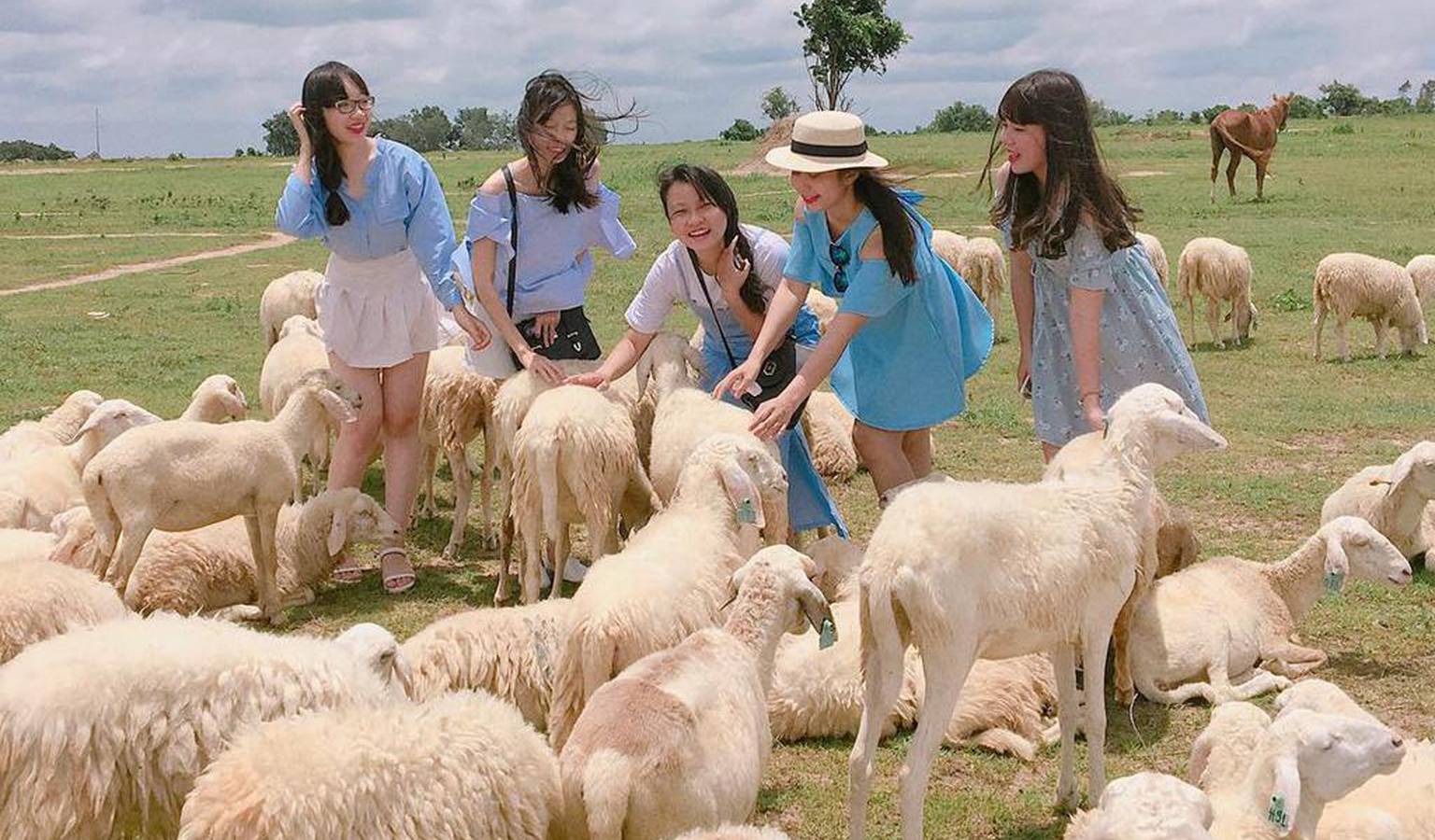 Đồng cừu Suối Nghệ - điểm chụp ảnh siêu hot ở Vũng Tàu - FOCUS ASIA TRAVEL