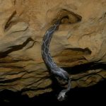 Khám phá hang động chứa hàng ngàn con rắn treo lủng lẳng trên trần