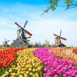 Hoa Tulip – Quốc hoa của nước Hà Lan