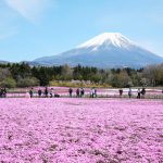 Ngắm nhìn thảm hoa nở rộ hồng rực dưới chân núi Phú Sĩ