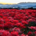 Hoa Bỉ Ngạn – Biểu tượng của mùa thu tại Nhật Bản